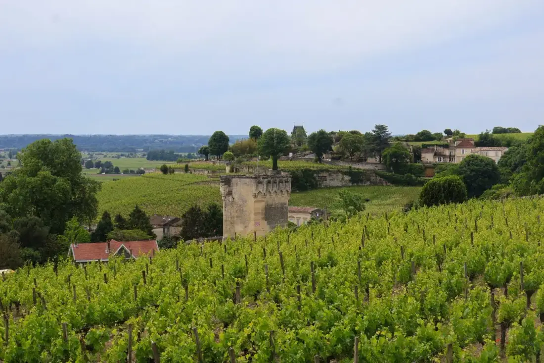 Saint-&Eacute;milion vineyard and winery tour